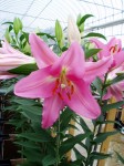 [6276 Lilium 59 No01.JPG]